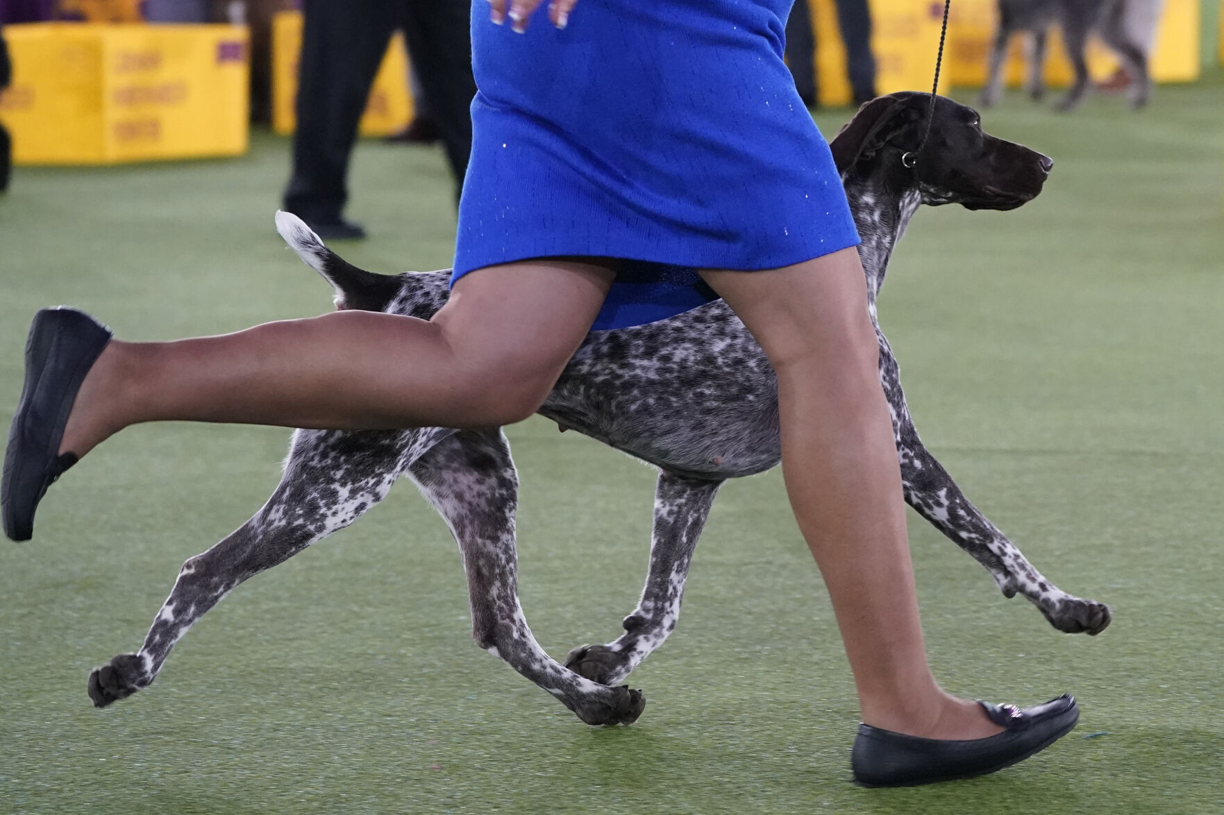 Westminster Dog Show